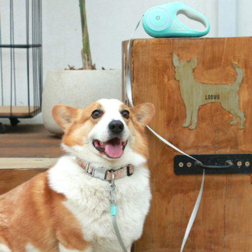 Automatic Dog Leash - Retractable Lighting for Ultimate Freedom and Safety